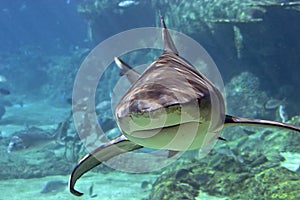 Whaler-Shark photo