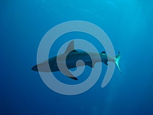 A whaler shark swimming in shallow water