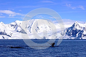 Whales along polar shores, Antarctica