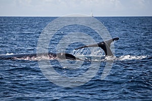 Whales in Atlantic Ocean