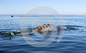 Whales in Baja, Mexico photo