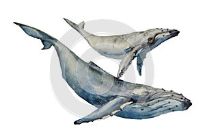Whales big humpback with baby cub whale watercolor art illustration on white background photo