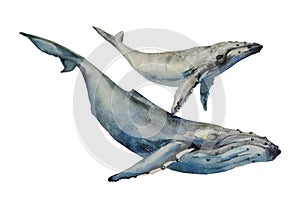 Whales big humpback with baby cub whale watercolor art illustration on white background