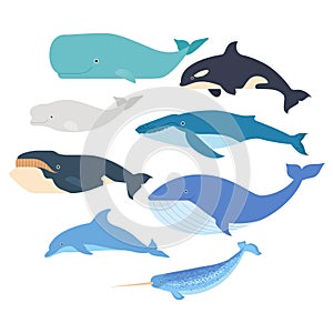 Whales and dolphin set. Marine mammals illustration. Narwhal, blue whale, dolphin, beluga whale, humpback whale, bowhead