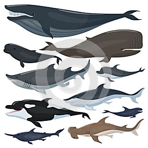 Whales, dolphins sharks and other nautical mammals animals