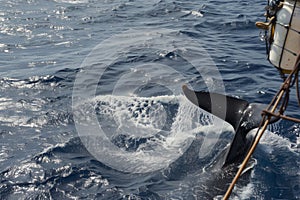whales fluke slapping water, seen from the ship