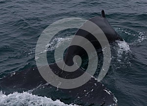 Whales game in a cold sea water near Iceland shore