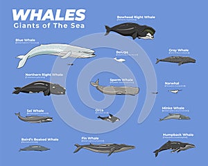 Whales Giant of the Sea