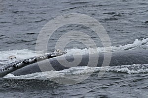 Whales in inside passage, Alaska