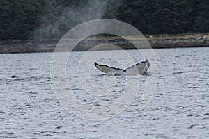 Whales in inside passage, Alaska