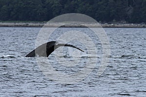 Whales in inside passage, Alaska