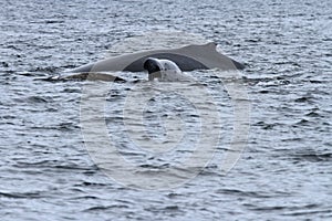 Whales in inside passage, Alaska