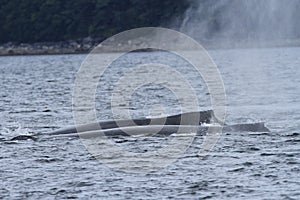 Whales in inside passage, Alaska