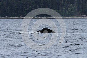 Whales in inside passage, Alaska