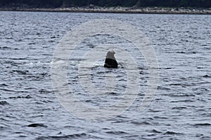 Whales in inside passage, Alaska