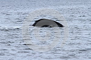 Whales in inside passage, Alaska