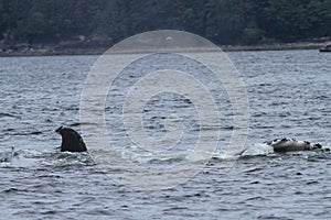 Whales in inside passage, Alaska