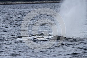 Whales in inside passage, Alaska