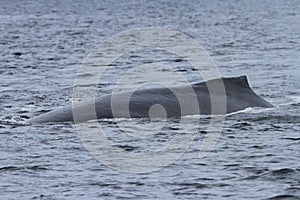 Whales in inside passage, Alaska