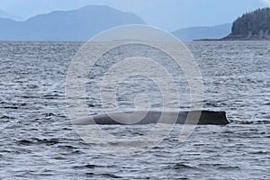 Whales in inside passage, Alaska