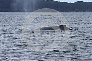 Whales in inside passage, Alaska