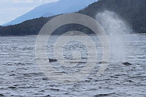 Whales in inside passage, Alaska