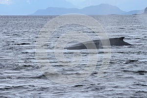 Whales in inside passage, Alaska