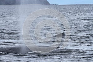 Whales in inside passage, Alaska