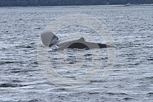 Whales in inside passage, Alaska