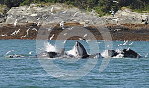 Whales lunch time