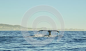 Whales in Pacific Ocean near Cabo San Lucas