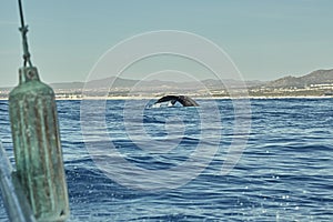 Whales in Pacific Ocean near Cabo San Lucas