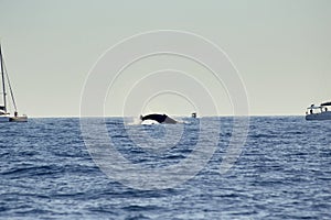 Whales in Pacific Ocean near Cabo San Lucas