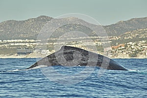 Whales in Pacific Ocean near Cabo San Lucas