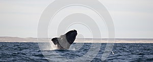 Whales in Peninsula Valdes, Patagonia, Puerto Madryn.