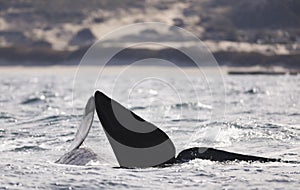 Whales in Peninsula Valdes, Patagonia, Puerto Madryn. photo
