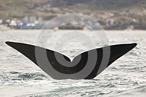 Whales in Peninsula Valdes, Patagonia, Puerto Madryn. photo