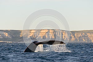 Whales in Puerto Piramides, Patagonia Argentina. photo