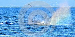 Whales and the Rainbow