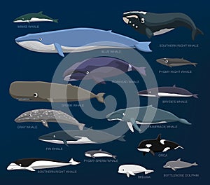 Whales Species Size Comparison Set Cartoon Vector Illustration