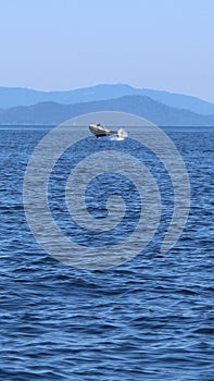 Whales spoting at the orca island washington