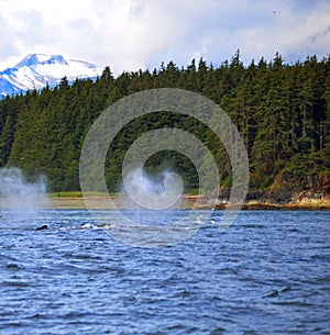 Whales spouting