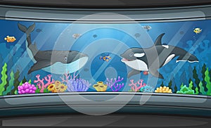 Whales swimming in the aquarium tank illustration