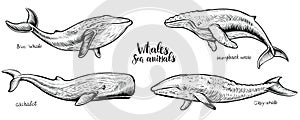 Whales vector hand drawn illustration.