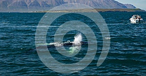 Whales on water in gulf of Iceland.
