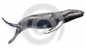 Whales on white background, they are a widely distributed and diverse group of fully aquatic placental marine mammals