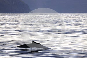 Whale watching in Skjalfandi bay. photo