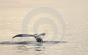 Whale watching in Skjalfandi bay. photo