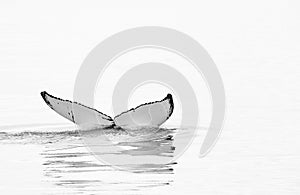 Whale watching in Skjalfandi bay. photo