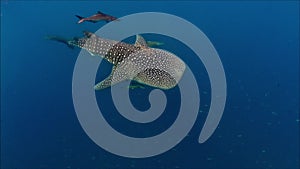 Whaleshark from above